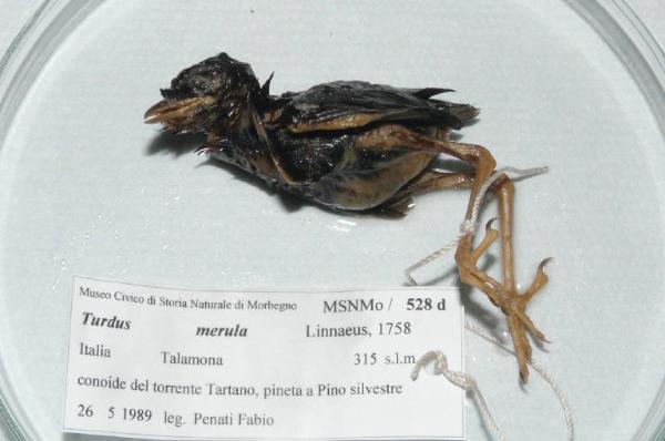 Turdus merula