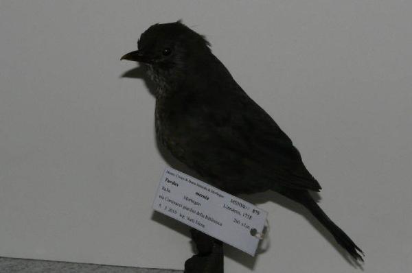 Turdus merula