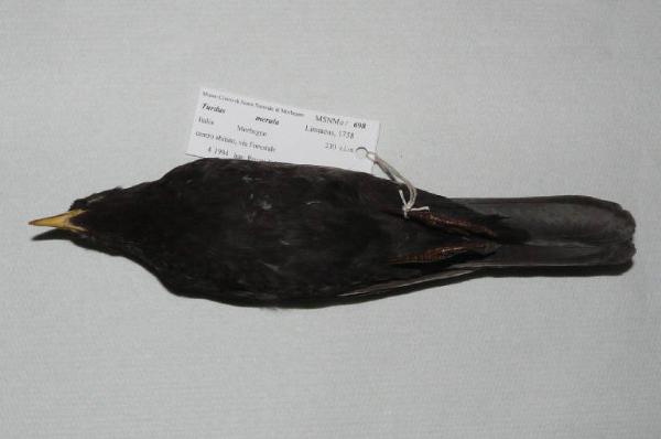 Turdus merula