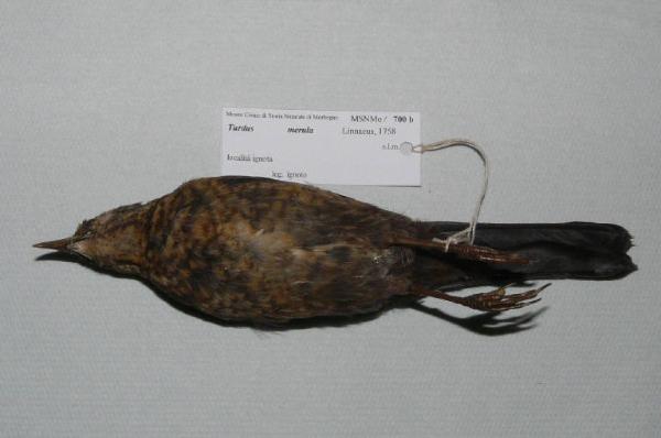 Turdus merula