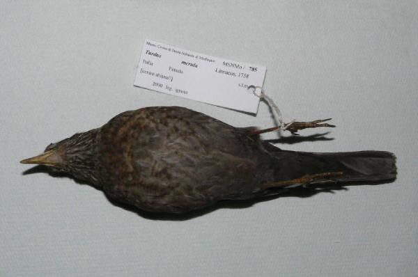 Turdus merula