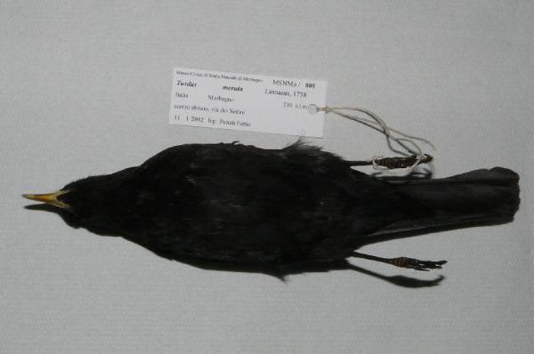 Turdus merula