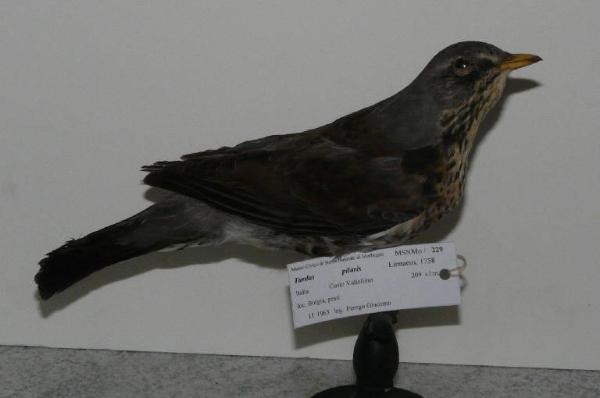 Turdus pilaris