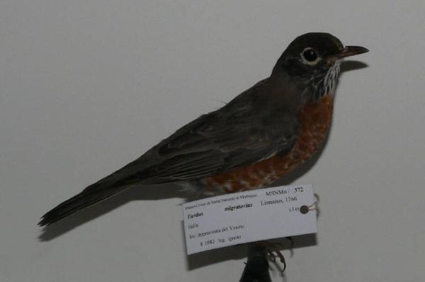 Turdus migratorius