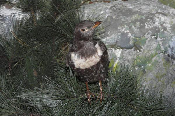 Turdus torquatus