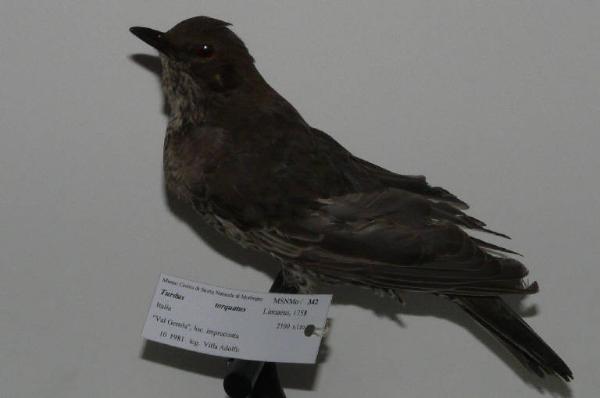 Turdus torquatus