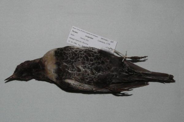 Turdus torquatus