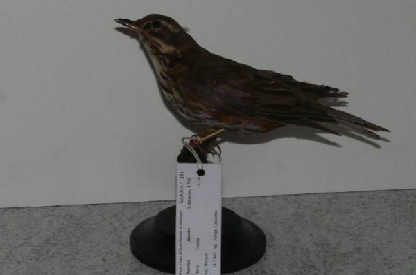 Turdus iliacus