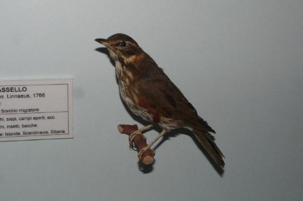 Turdus iliacus