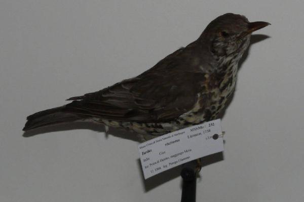 Turdus viscivorus