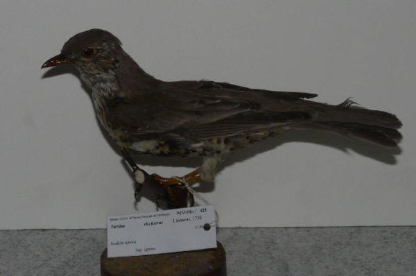 Turdus viscivorus