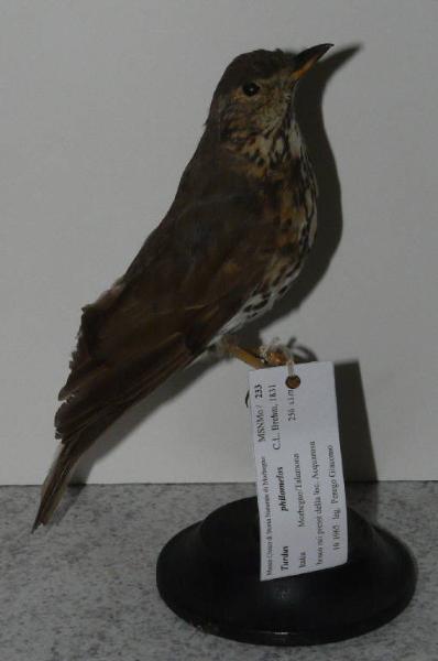 Turdus philomelos