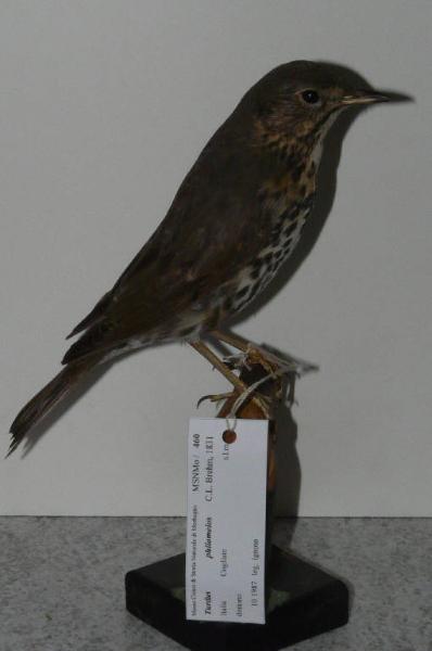 Turdus philomelos