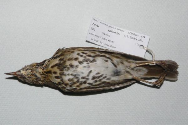 Turdus philomelos