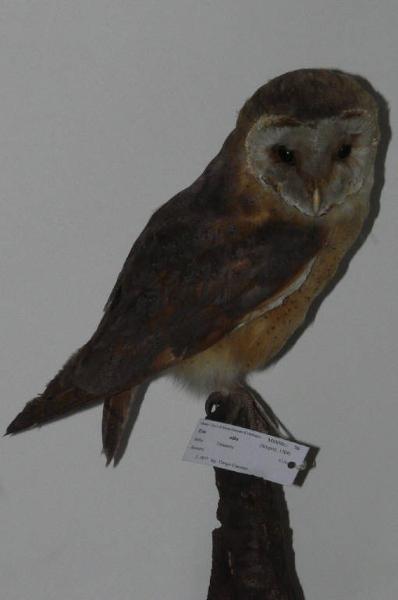 Tyto alba