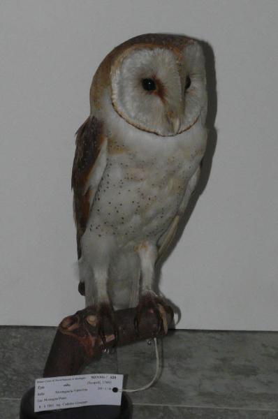 Tyto alba