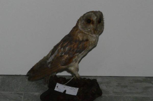 Tyto alba