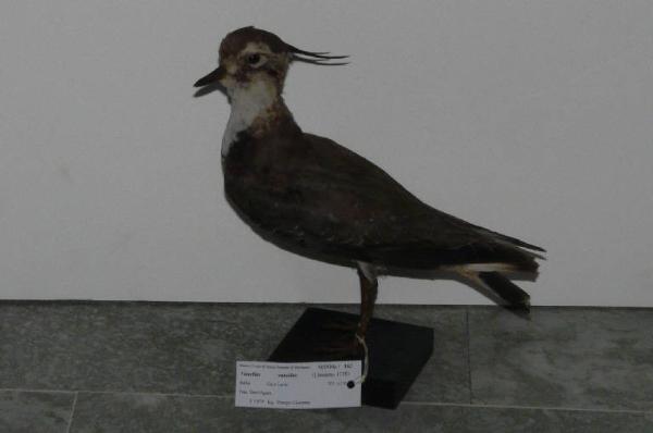 Vanellus vanellus