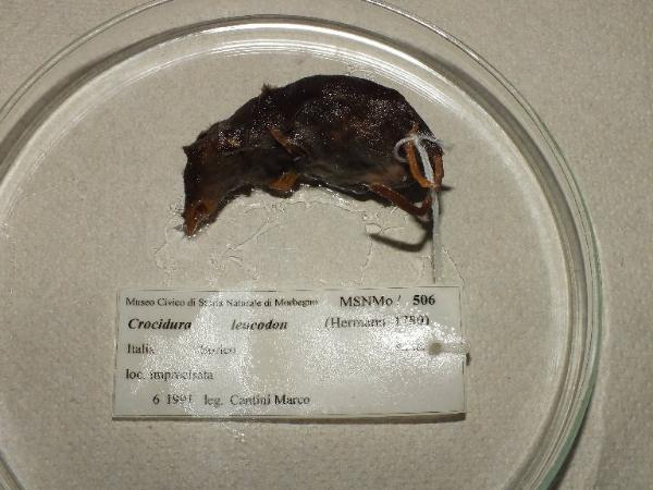 Crocidura leucodon