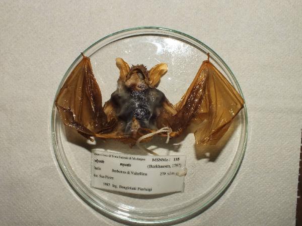 Myotis myotis