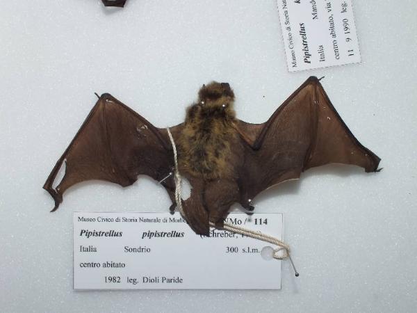 Pipistrellus pipistrellus