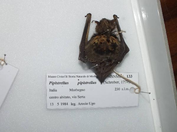 Pipistrellus pipistrellus