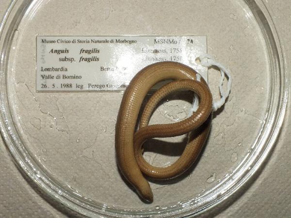 Anguis fragilis