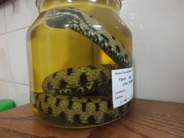 Vipera aspis