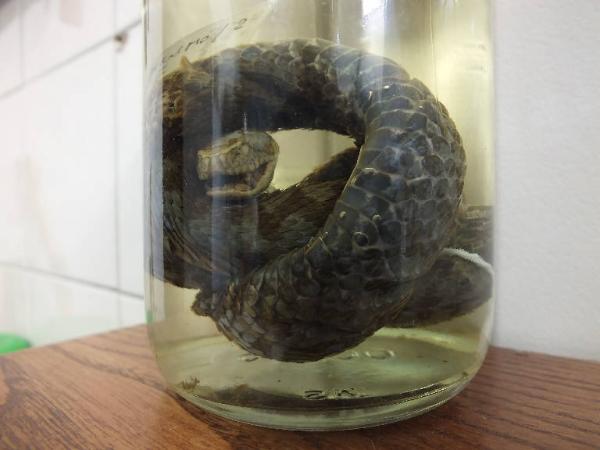 Vipera berus