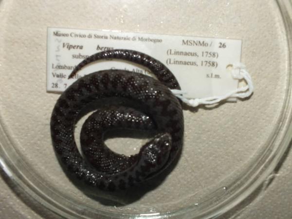 Vipera berus