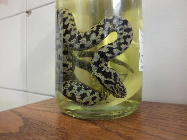 Vipera berus