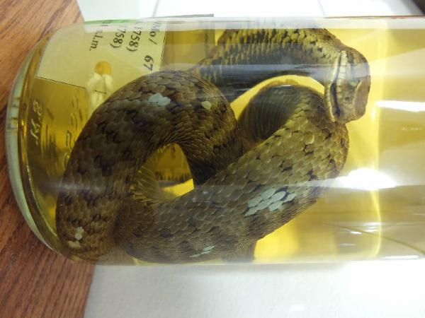 Vipera berus