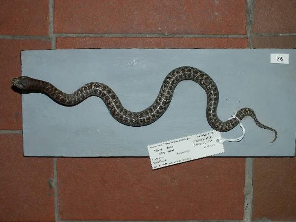 Vipera berus