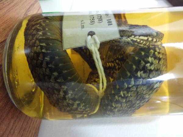 Vipera berus