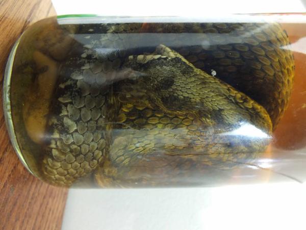 Vipera berus