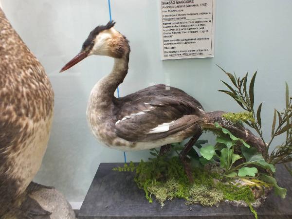 Podiceps cristatus