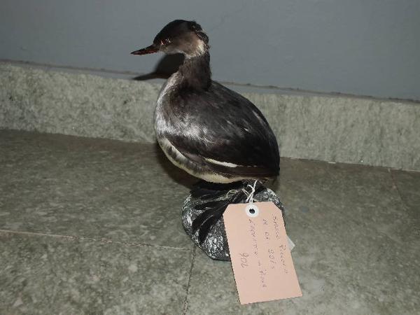 Podiceps nigricollis