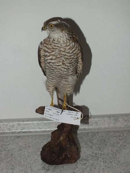 Accipiter nisus