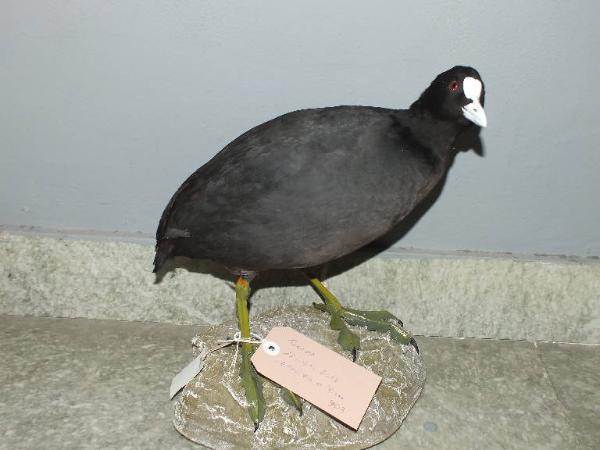 Fulica atra