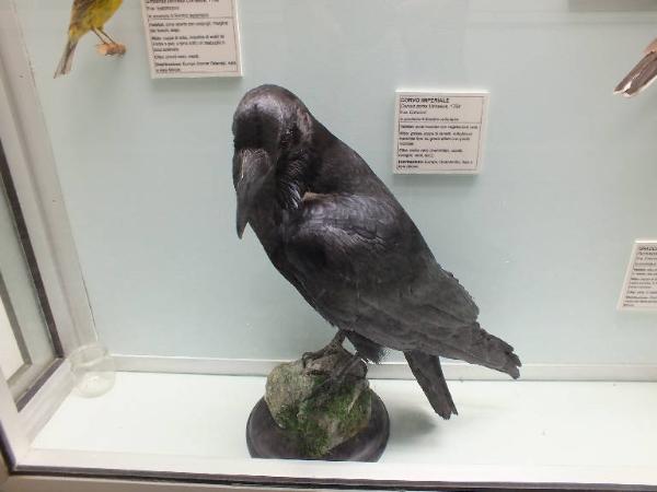 Corvus corax