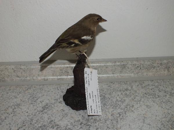 Fringilla coelebs