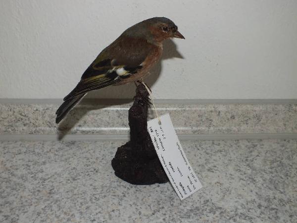 Fringilla coelebs