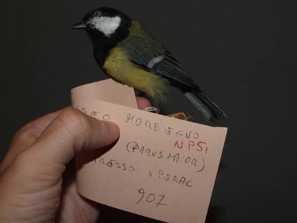 Parus major