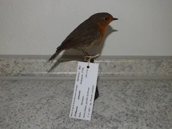 Erithacus rubecula