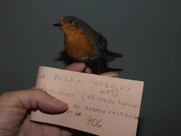 Erithacus rubecula