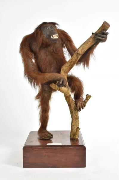 Pongo pygmaeus