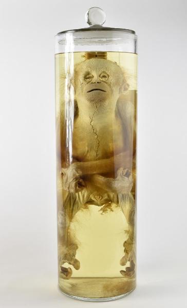 Pongo pygmaeus