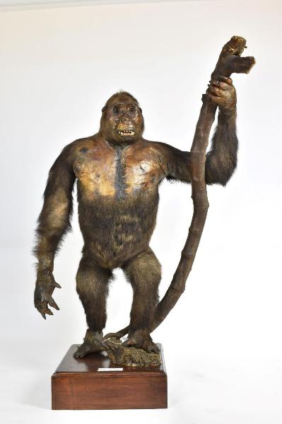 Gorilla gorilla