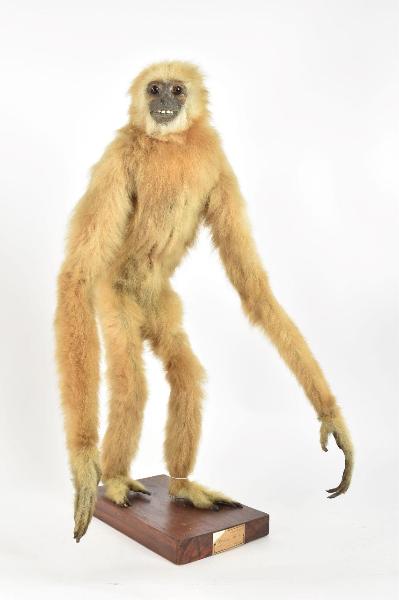 Hylobates lar