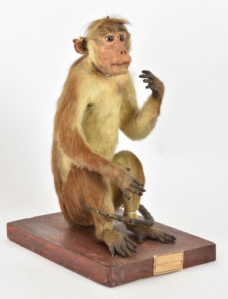 Macacus mulatta